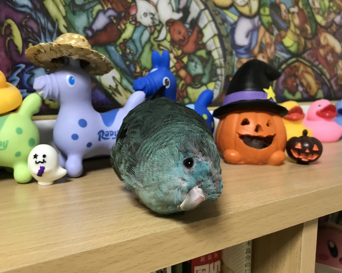 お久しぶりです！
ハロとどんは相変わらず元気なのですが飼い主はちょっと不調気味です💧

ハロウィン間近ですね！今年もお気に入りの画像を🎃