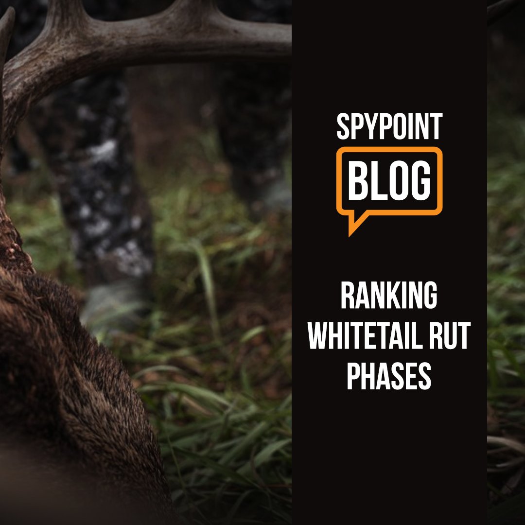 Rut, rut, rut. It's all any hunter talks about, right? Hit the peak of the rut. But is that really the best time to hunt? Find out here --> bit.ly/RankedRutPhases