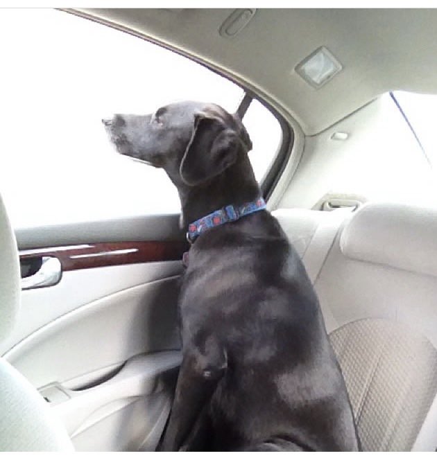 13Mudd's tweet photo. @jannarden Jax says “ To the dog park please” https://t.co/G8Dztv7Ipq