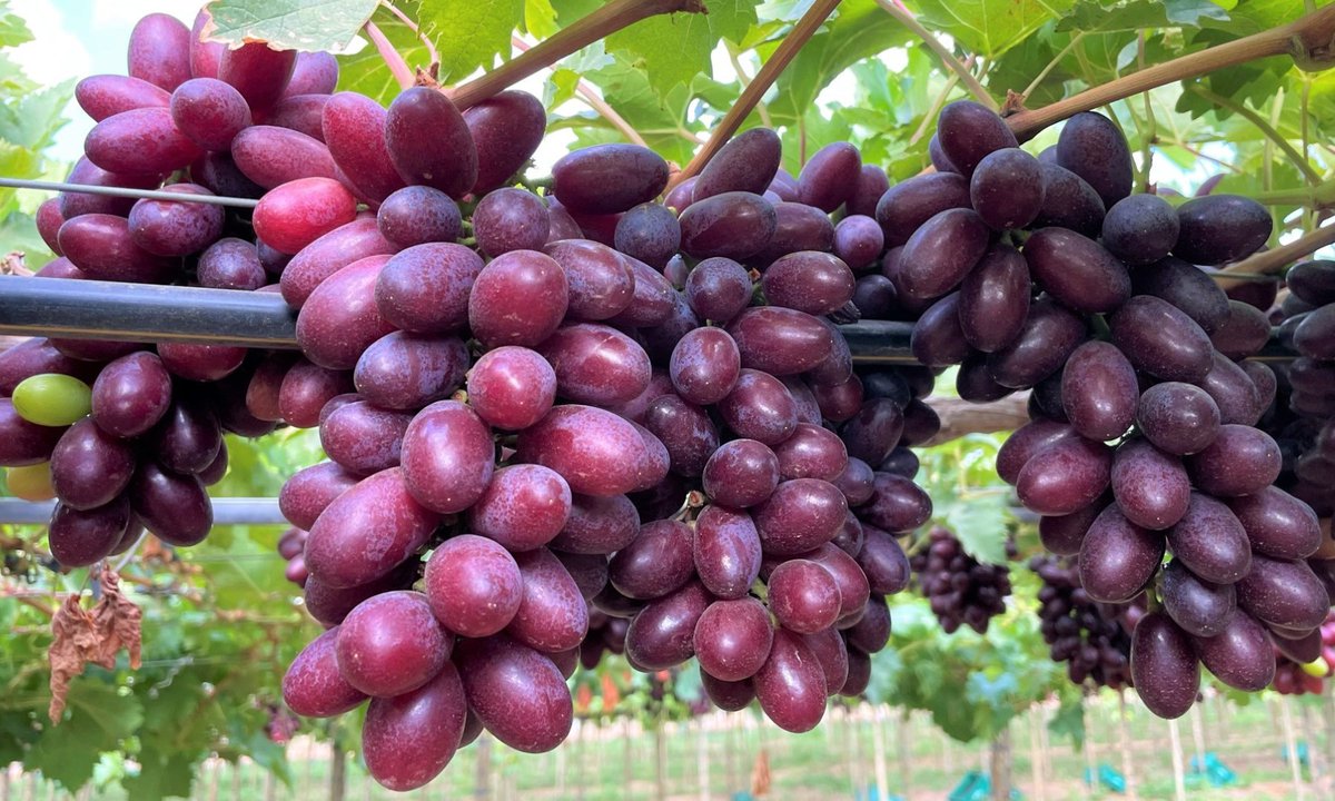 Grapa Varieties tweet media