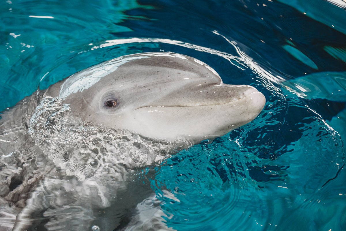 Clearwater Aquarium tweet media