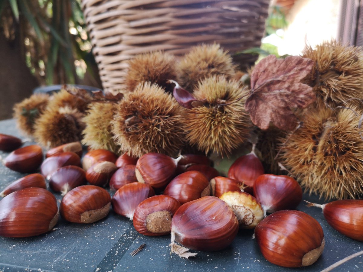 MthctTurco's tweet photo. Una domenica tra i suggestivi boschi e pascoli del Gargano
#Gargano #Foggia #Puglia #boschi #pascoli #ParcoNazionaledelGargano #weareinpuglia #Autumn https://t.co/sIUhbjrhCh