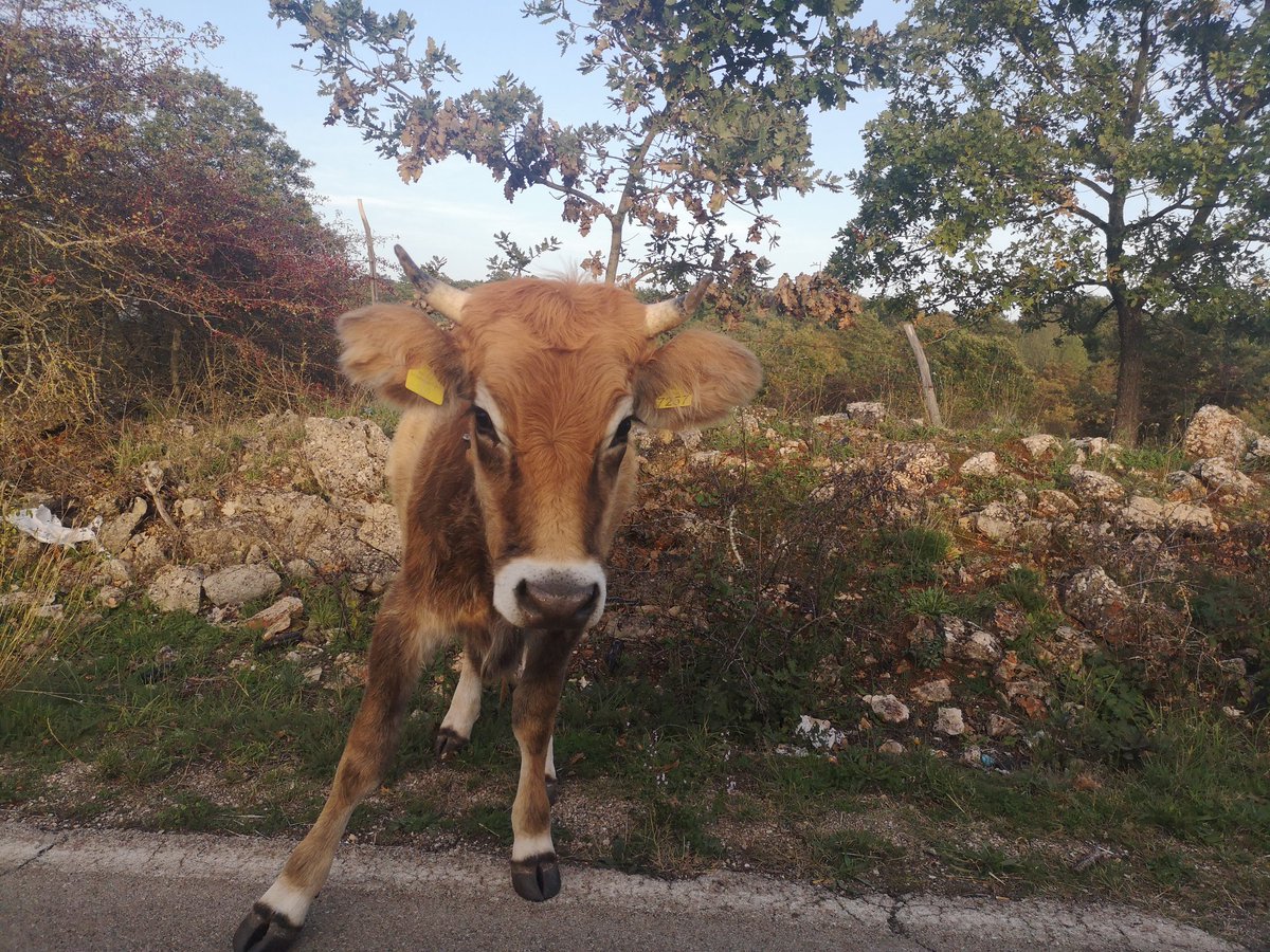 MthctTurco's tweet photo. Una domenica tra i suggestivi boschi e pascoli del Gargano
#Gargano #Foggia #Puglia #boschi #pascoli #ParcoNazionaledelGargano #weareinpuglia #Autumn https://t.co/sIUhbjrhCh