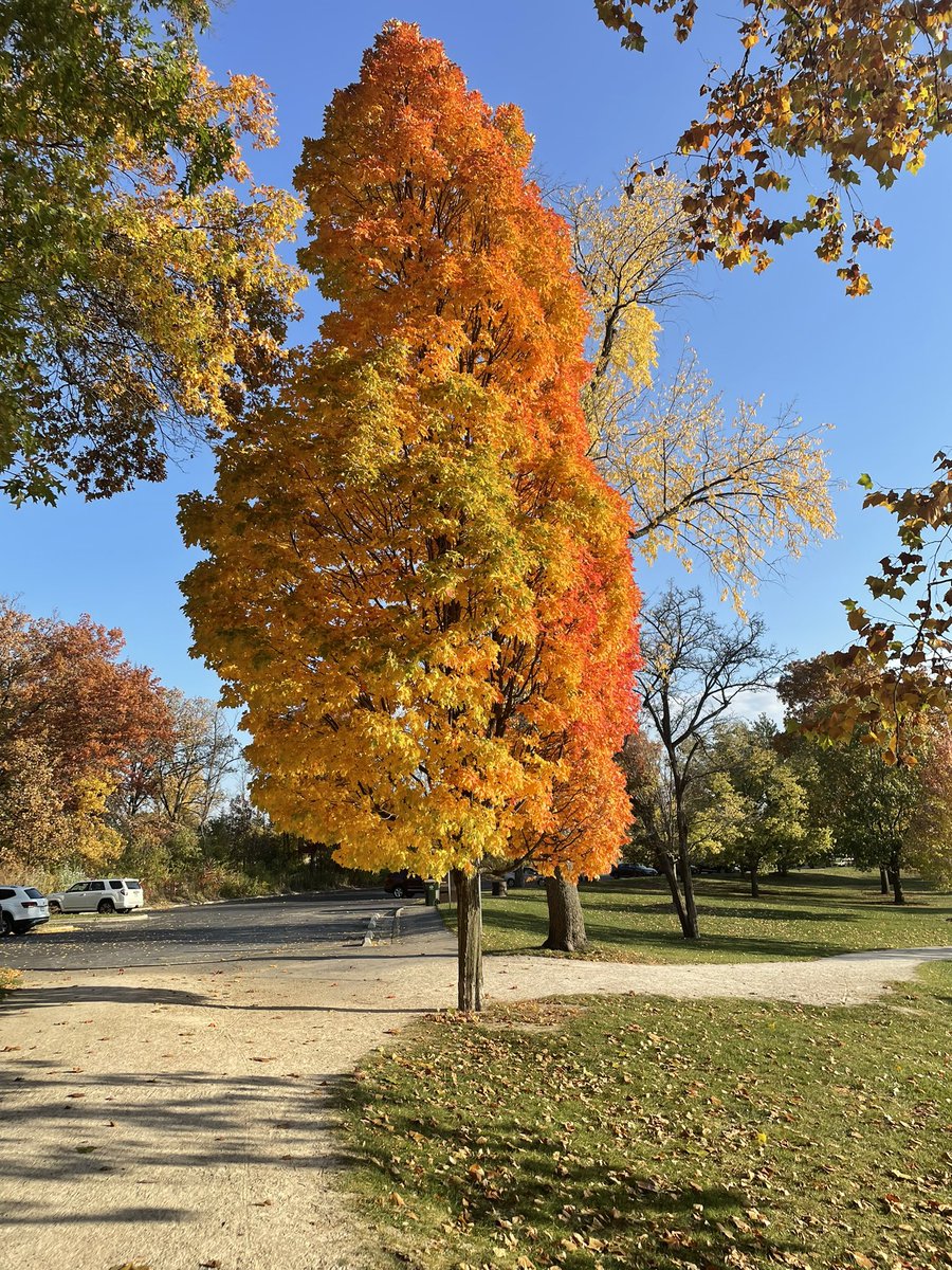 Riot of colors to celebrate the season this weekend #midwestliving