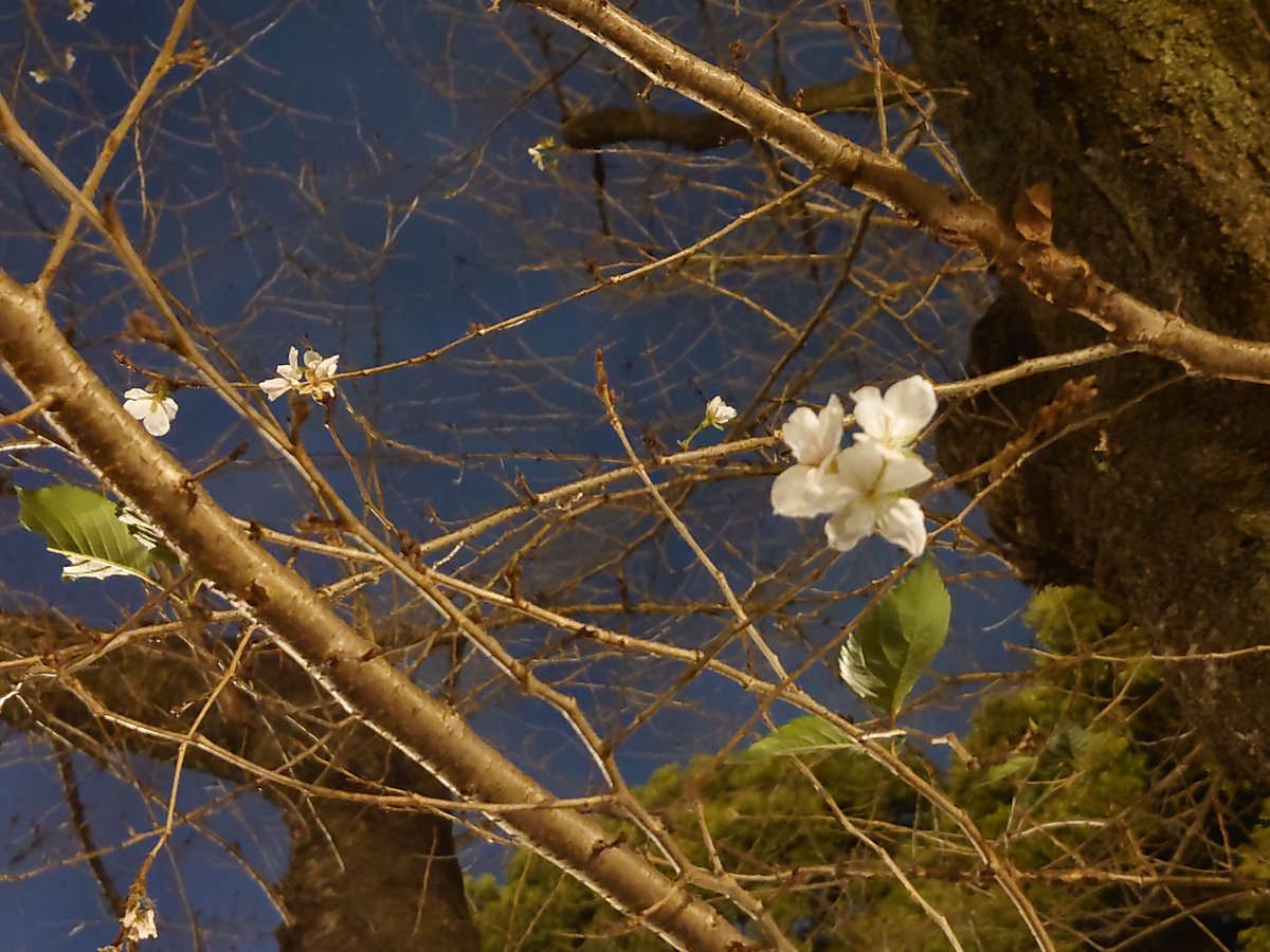 夜桜。 季節外れの桜が咲いた。 散歩がてら見てみたけど、 この時期に桜が咲いたのを見ると不思議な感じ。