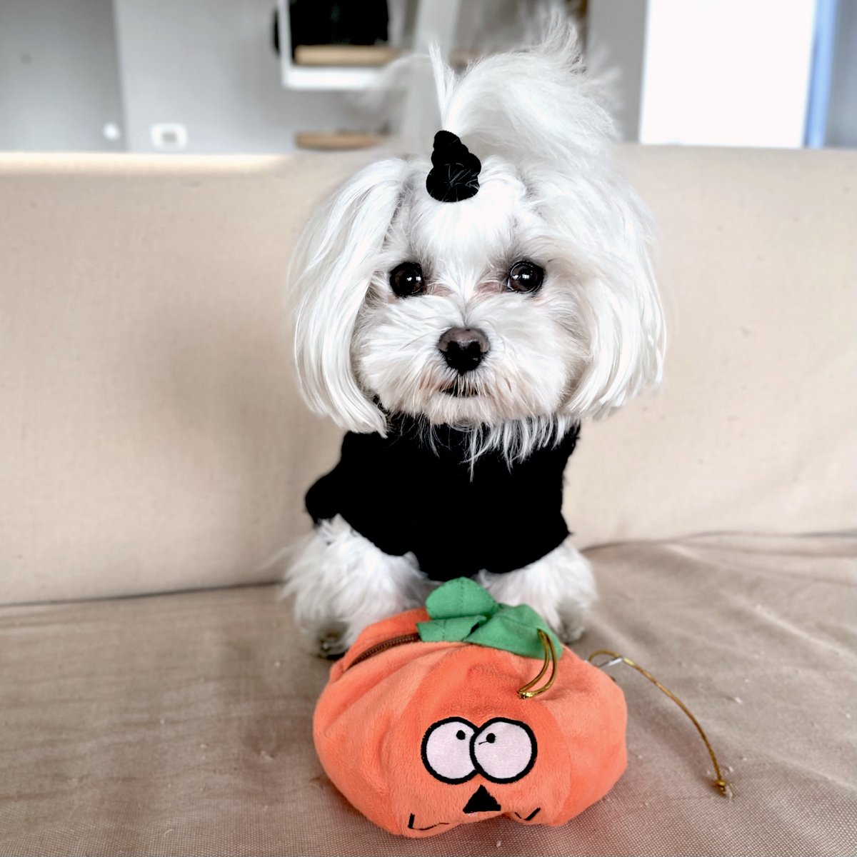 ▫️Beware   …   ⚠️🤍
 
… four eyes are watching you  ! 😂🤍

#pumpkinseason #pumpkin 
#dogsofinstagram #dogsoftwitter #dogs #doggie #Dog #DogsofTwittter #doggy #puppy