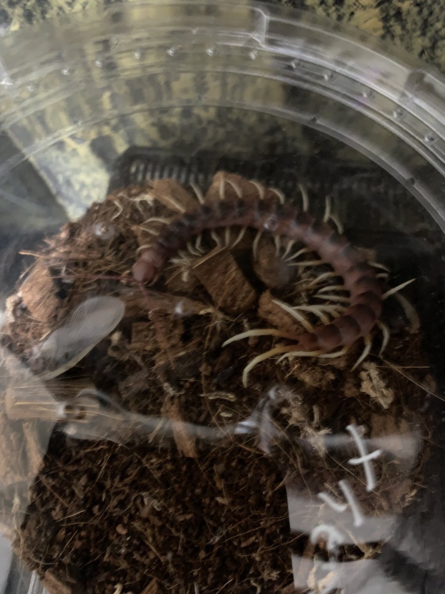 msniyy's tweet photo. ペルビアンジャイアントは羽を残すグルメ
ガラパゴスジャイアントは羽を残さず食く好き嫌いしないムカデ
食いつきもま���で違う
ガラパゴスの方が無差別に噛み付いて食う
黒いシマシマがガラパゴス
ワインレッドがペルビアン
同じギガンティアなのにこうも違うか〜 https://t.co/5fOzbR1cvJ