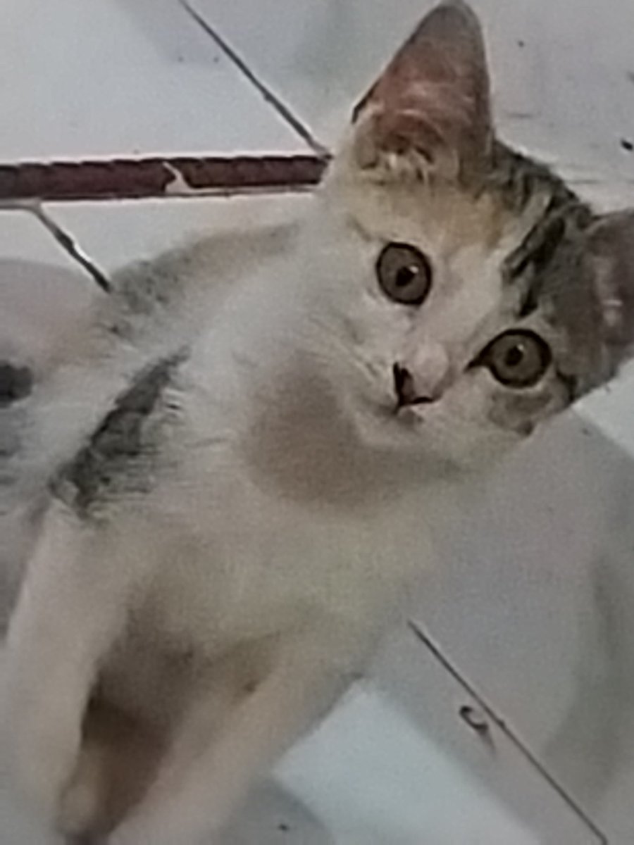noodlecheeseeee's tweet photo. @kochengfs I see 🤣 https://t.co/Iqbqn7XI7D