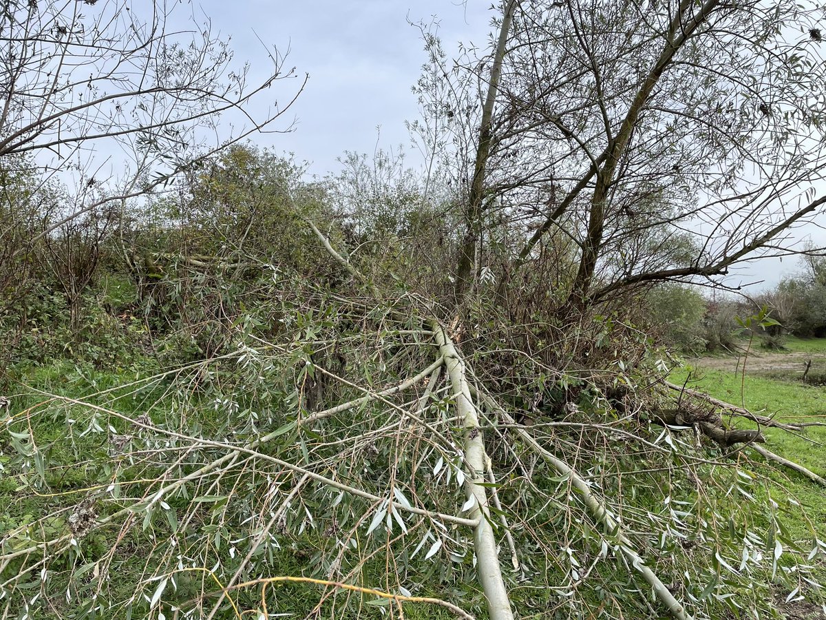 Houtwallen op de uiterwaarden in Afferden worden flink uitgedund door de 🦫 #bever #beverschade #uiterwaarden #Afferden #Deest