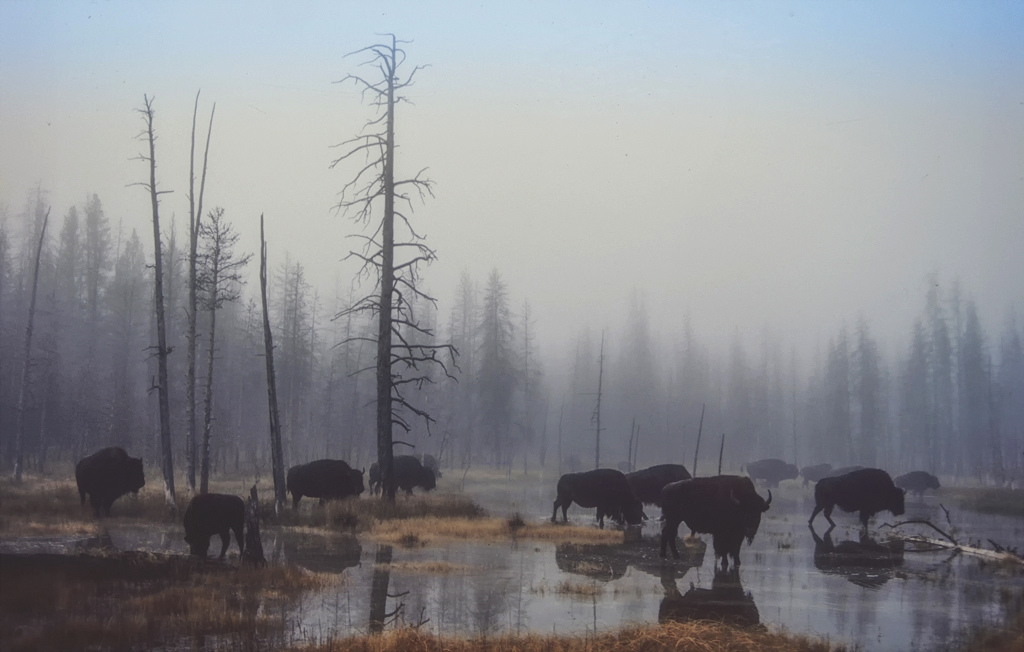 Good morning from <a href="/AltYelloNatPark/">AltYellowstoneNatPar</a>