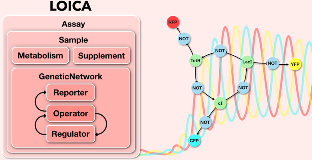 ACSSynBio's tweet photo. Counting down to #IWBDA (from @bio_design_auto) and @iGEM!
From the 2021 IWBDA collection:
Vidal et al @ICO2S @uc_chile @ucatolica @UniofNewcastle present LOICA, "a Python package for designing, modeling, and characterizing genetic networks."
(entire 2021 set coming soon!) https://t.co/QRHC3O4yCK