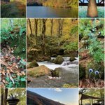 ツイートに含まれる画像