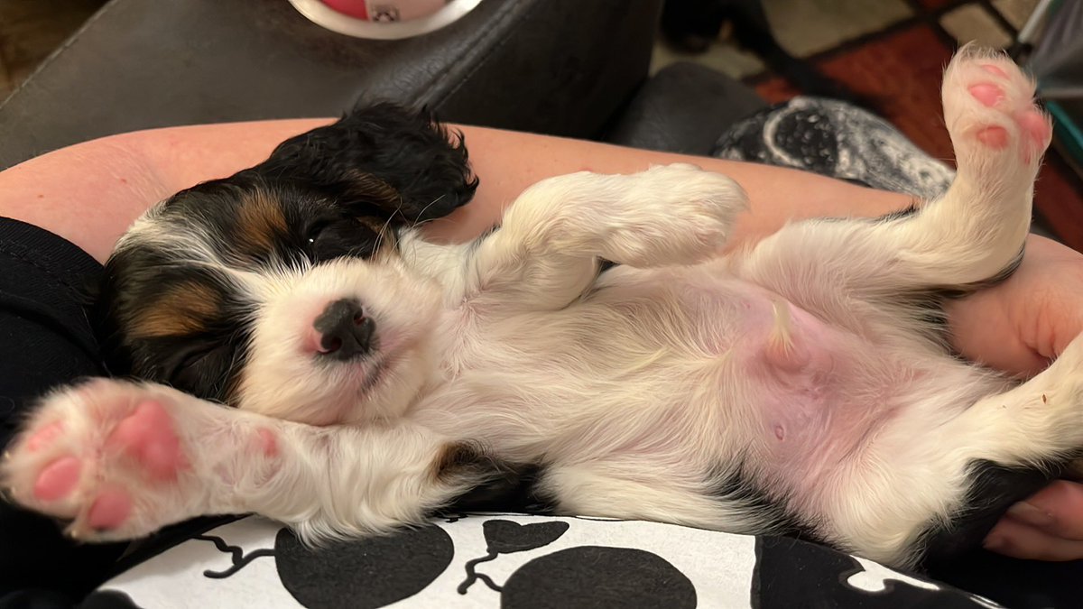MaxtheSpoiled's tweet photo. Who wants tummy rubs?? Raise your paw! @Rubythedog267 https://t.co/MdZ4XVq0Wt