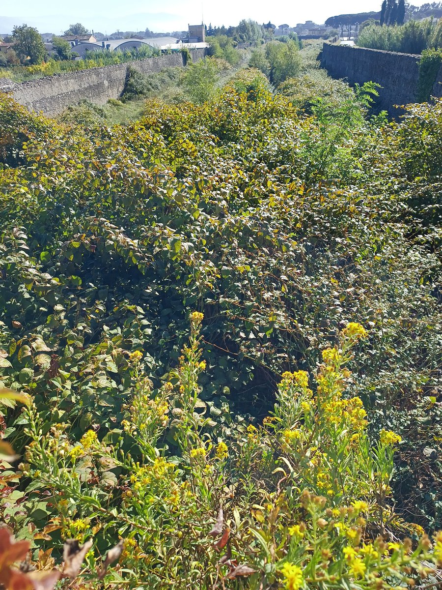 _fiorucci's tweet photo. Tassa pagata di 34€ per la bonifica dei fiumi, fossi, torrenti,il letto è una foresta,chi non ha legna per scaldarsi in inverno,vada a tagliare piante qui.#Ombrone #Vincio #Toscana #Regione #Ambiente #Alluvione #Citta #Pistoia #Fucecchio #Valdarno #Padule #Firenze https://t.co/Km3yYX1YXK