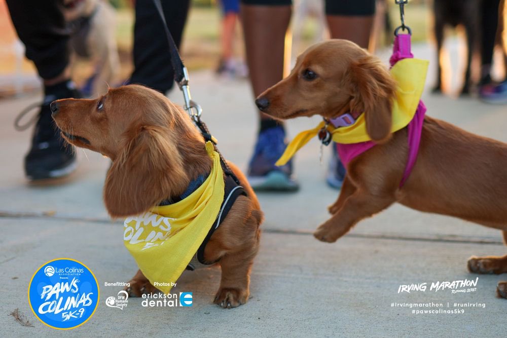 Irving Marathon (@irvingmarathon) on Twitter photo All Paws Colinas 5k-9 race photos have been uploaded. Scan your running bib to view, download, and share your free photos. Tag <a href="/LasColinasTex/">Las Colinas</a> & <a href="/irvingmarathon/">Irving Marathon</a> to reshare and see your ๐ถ๐ฆฎ๐ธ
#pawscolinas5k9 #lascolinas #runirving #jointhemovement All Paws Colinas 5k-9 race photos have been uploaded. Scan your running bib to view, download, and share your free photos. Tag <a href="/LasColinasTex/">Las Colinas</a> & <a href="/irvingmarathon/">Irving Marathon</a> to reshare and see your ๐ถ๐ฆฎ๐ธ
#pawscolinas5k9 #lascolinas #runirving #jointhemovement