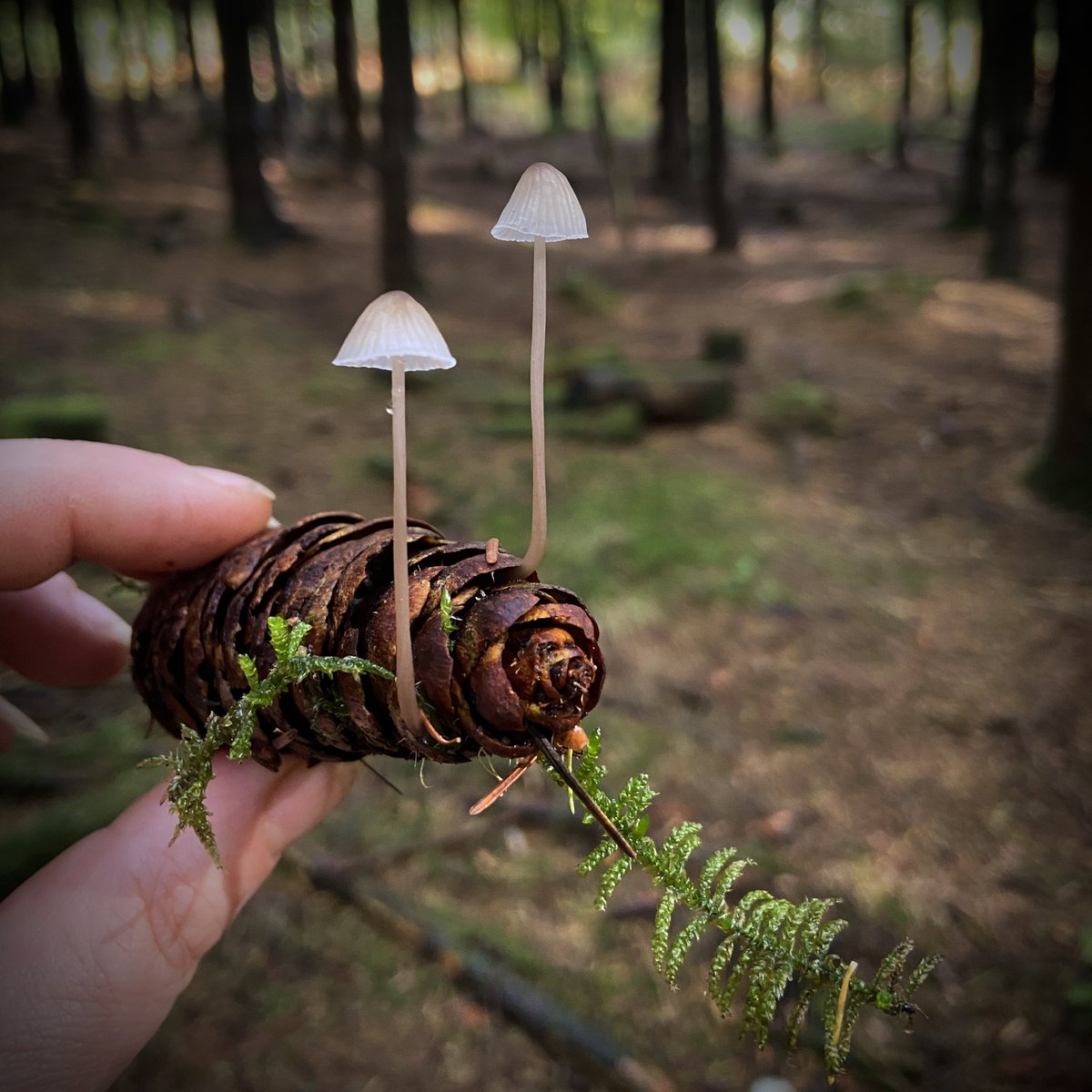 bernoid's tweet photo. Pinecone bonnets #fungi #mycena https://t.co/aFUxwlvsPA
