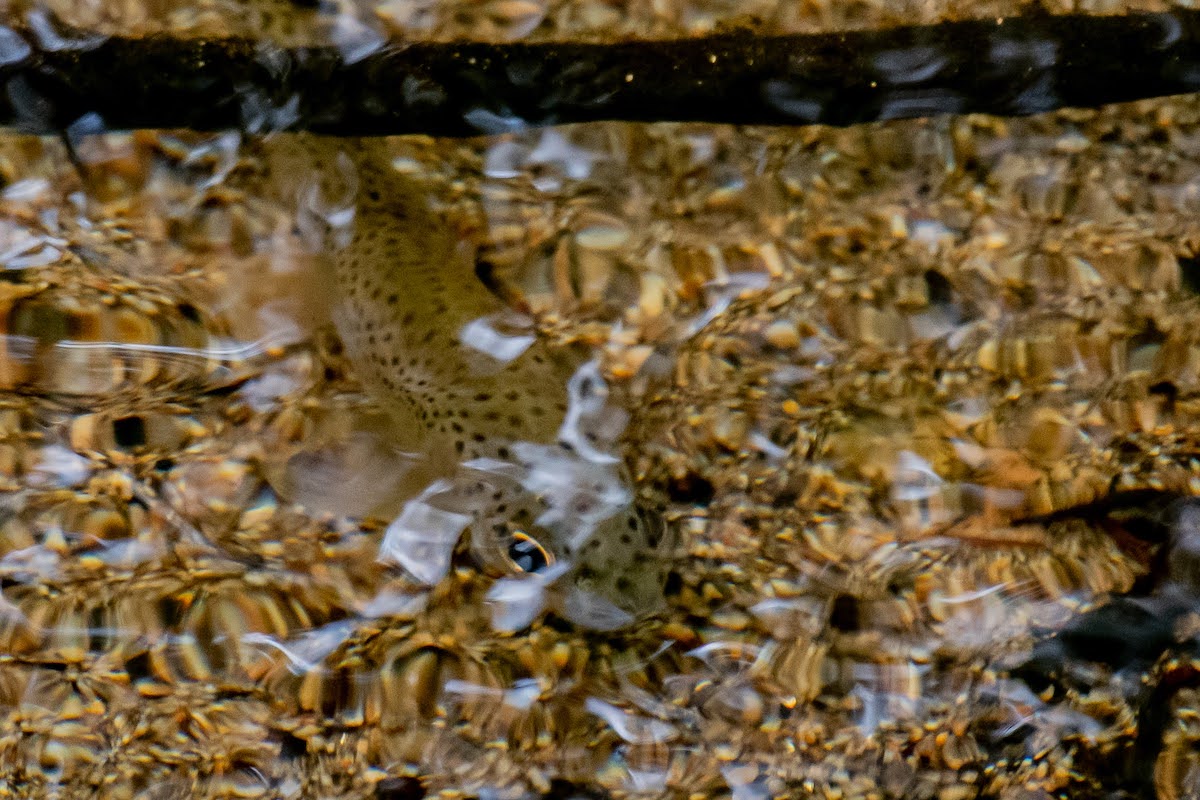 Big Sur Land Trust (@bigsurlandtrust) on Twitter photo Can you spot the steelhead? 👀 This little guy is showing up to say that habitat restoration is paying off in our conserved nature preserves! Thanks to all who support our stewardship efforts to care for the lands (and wildlife) we all love.
📸: Bradley Dunbaugh Can you spot the steelhead? 👀 This little guy is showing up to say that habitat restoration is paying off in our conserved nature preserves! Thanks to all who support our stewardship efforts to care for the lands (and wildlife) we all love.
📸: Bradley Dunbaugh