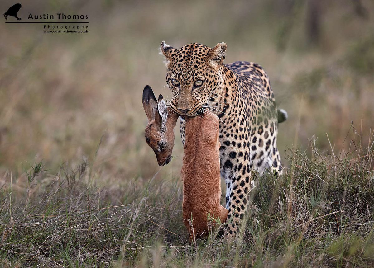Austin Thomas (@austintphoto) on Twitter photo A Leopard with supper anyone 🤷♂️
Taken at <a href="/KichecheCamps/">Kicheche Camps</a> with great friends.
Happy days Happy memories 💙
Enjoy your evenings…
#Leopard #kenya #safari #prey
<a href="/BBCEarth/">BBC Earth</a> <a href="/CanonUKandIE/">Canon UK and Ireland</a> A Leopard with supper anyone 🤷♂️
Taken at <a href="/KichecheCamps/">Kicheche Camps</a> with great friends.
Happy days Happy memories 💙
Enjoy your evenings…
#Leopard #kenya #safari #prey
<a href="/BBCEarth/">BBC Earth</a> <a href="/CanonUKandIE/">Canon UK and Ireland</a>