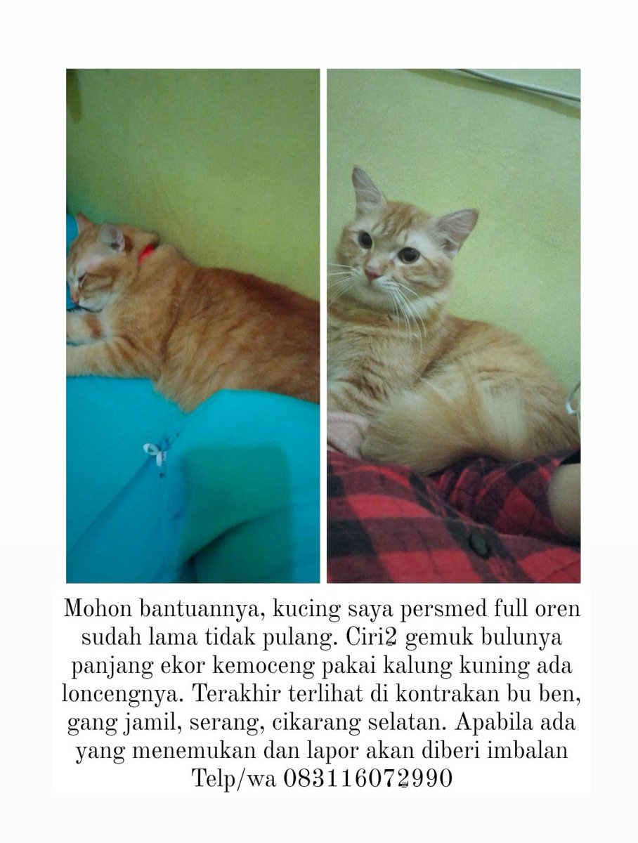 kochengfs's tweet photo. Telah hilang dan dicari kucing persian medium oren hilang di Serang, Cikarang Selatan. Bagi yang menemukan dpt hub. nomor telp/WA pada gambar 🐈‍⬛ https://t.co/KQFYgYaNxu