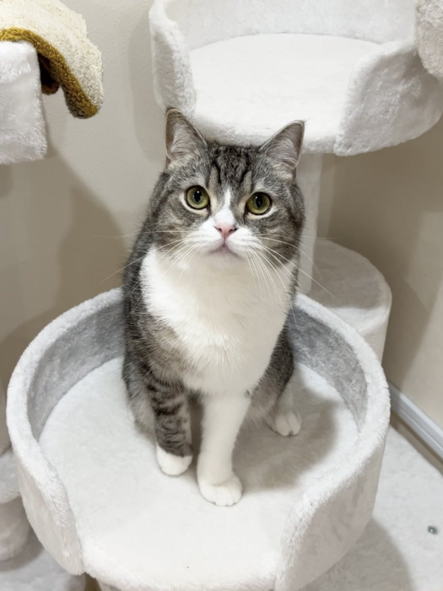 もち様、3歳のお誕生日おめでとうございます🎂🎉

小さかったもち様が3年間でこんなに大きくなりました。

これからも元気でいてくれますように…

<a href="/catmotimaru/">もちまる＆はなまる</a>