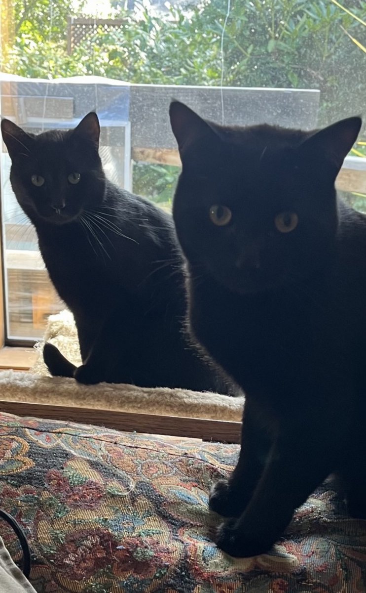 Watcha doing, furiends?  We be planning our day when the mommy disturb us again for more photo shoot!  😻🐈‍⬛🐾🖤🐾🐈‍⬛😻#CatsOfTwitter #Hedgewatch #cats