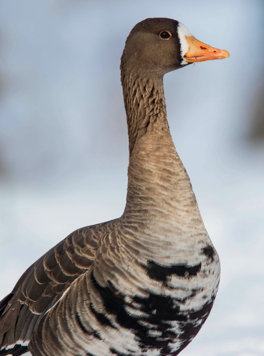 Arkansas waterfowl hunters take aim at a new arrival. Learn why specklebelly goose hunts are sweeping the state: ow.ly/NouR50LhWTT