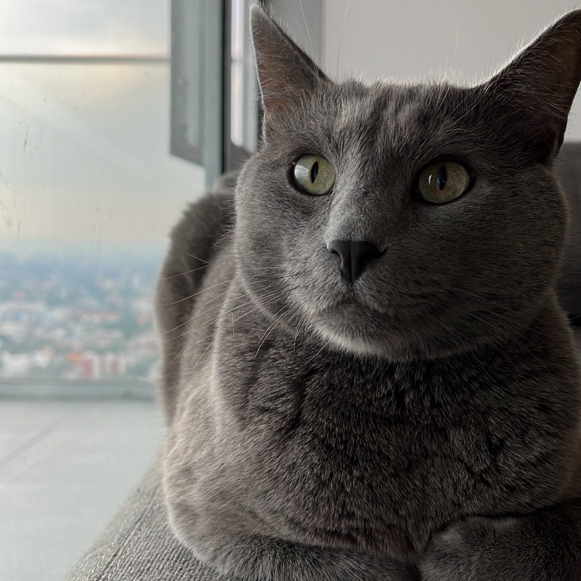 TonyMontoya_'s tweet photo. Él sabe que es bonito 💙🐈⬛✨
#LoloElAzul https://t.co/wsJlpqW6u1