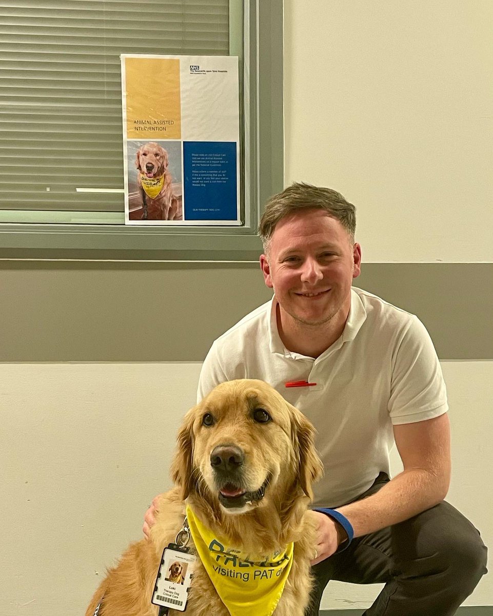 Loki the Golden Therapy Dog tweet media