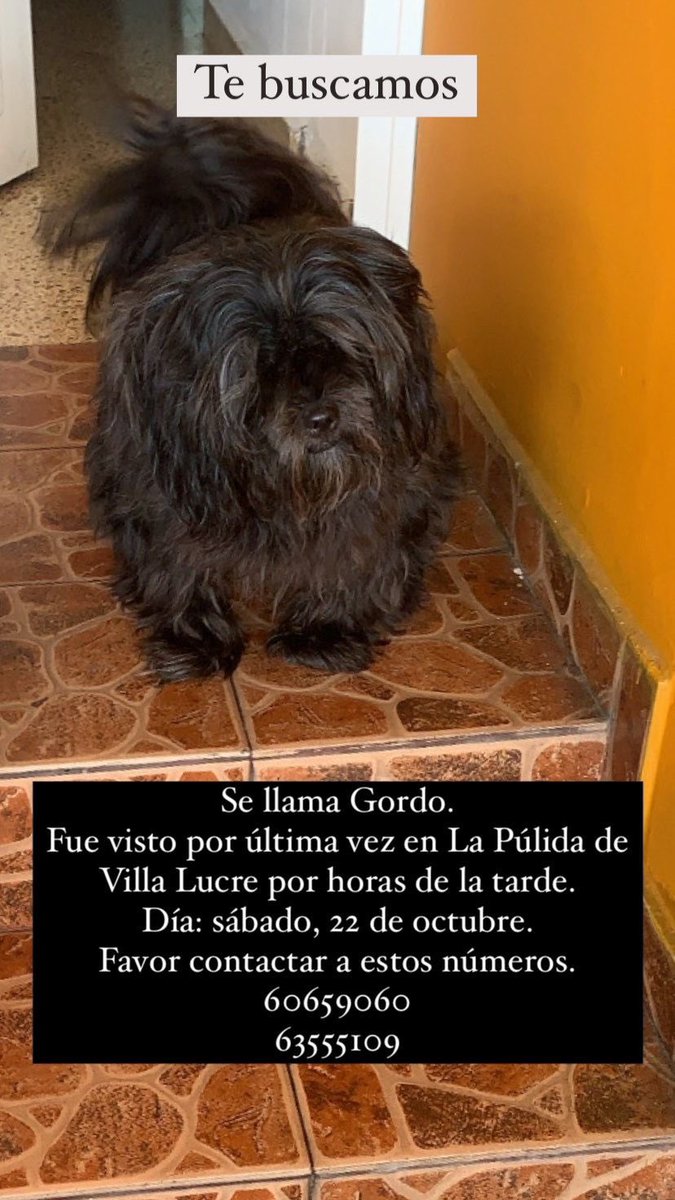 cokastar's tweet photo. Hola! Se perdió Gordo, su familia lo está buscando 🫶🏻, favor compartir! 

@Marshumallow3 https://t.co/TvSoRUL4iG