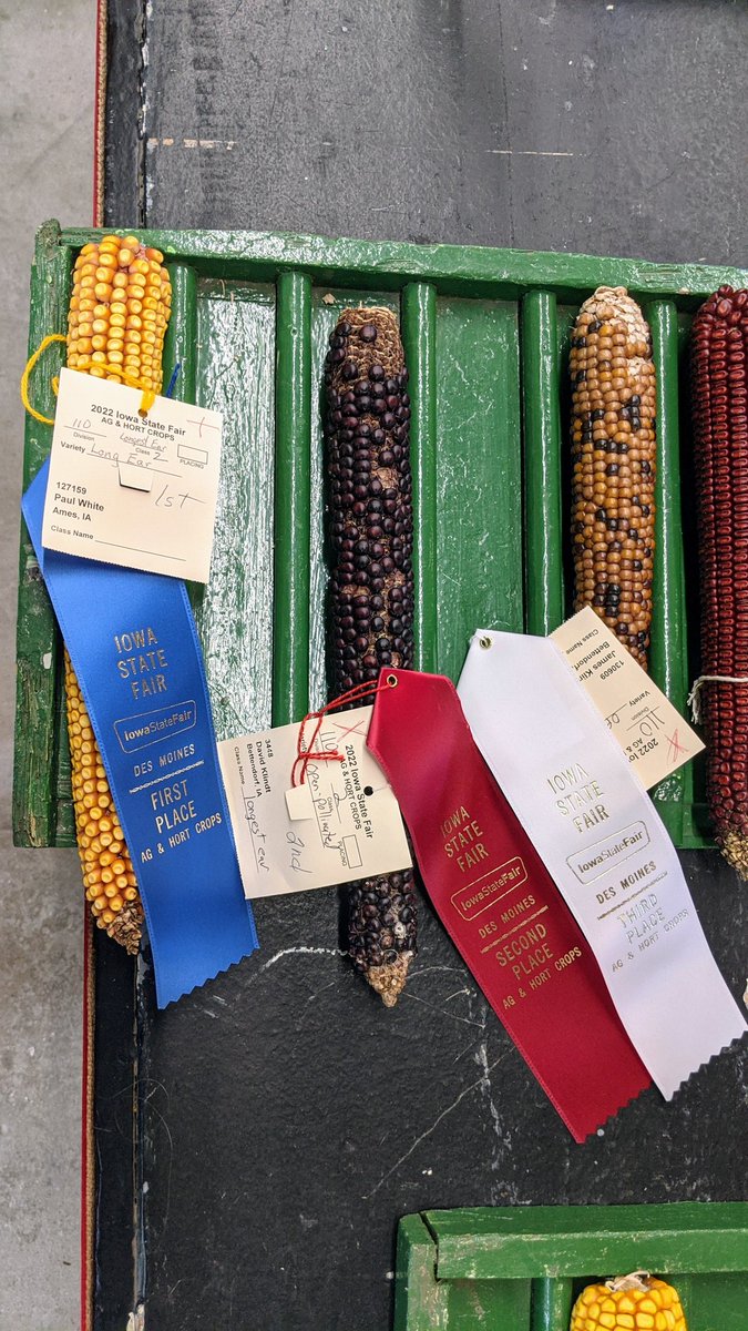dzmatt1's tweet photo. @szintri Does Nebraska state fair have a long ear corn contest?

I swear our previous field technician (Paul) at @isuagronomy wins that contest almost every year. https://t.co/vUspx4D8QC