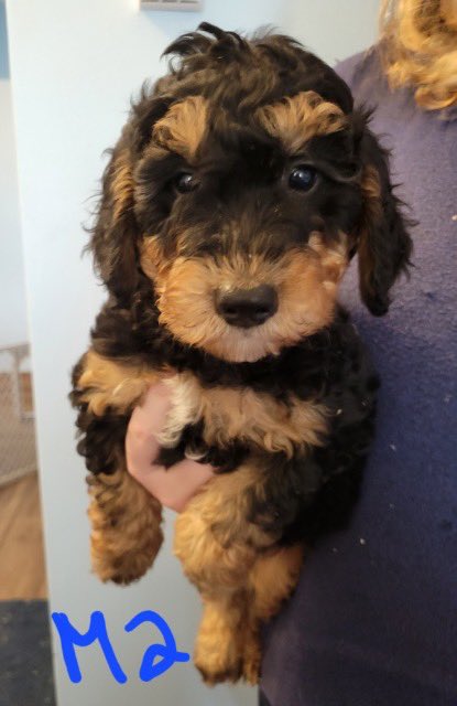 lizzyd48's tweet photo. @jannarden Here is our cutie💕💕 https://t.co/3TVhB7o7uK