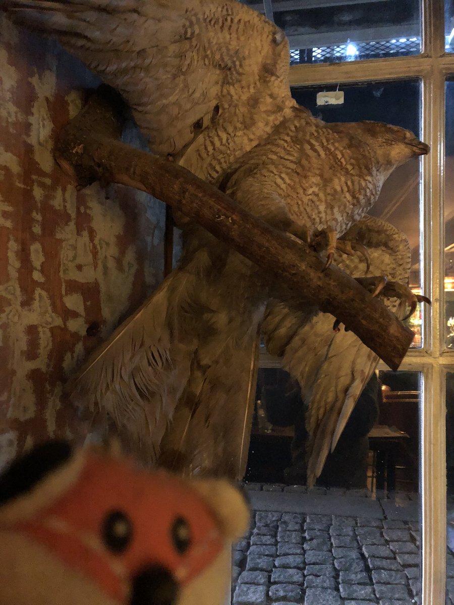 coolmrfox's tweet photo. Hey or #hej I’m back. #copenhagen has some weird bird stuff going at #birdandchurchkey in @VisitCopenhagen https://t.co/UyDs3VBw1a