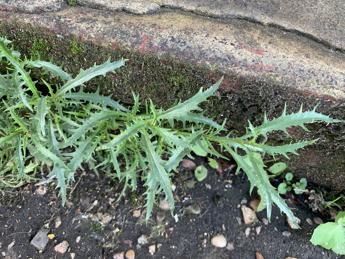 Australian Harebell Isotoma axillaris new for Norfolk this week. Three plants in pavement cracks. Interesting spiky leaves & exotic looking flowers. Thanks @EnidBarrie for sharing the find #wildflowerhour