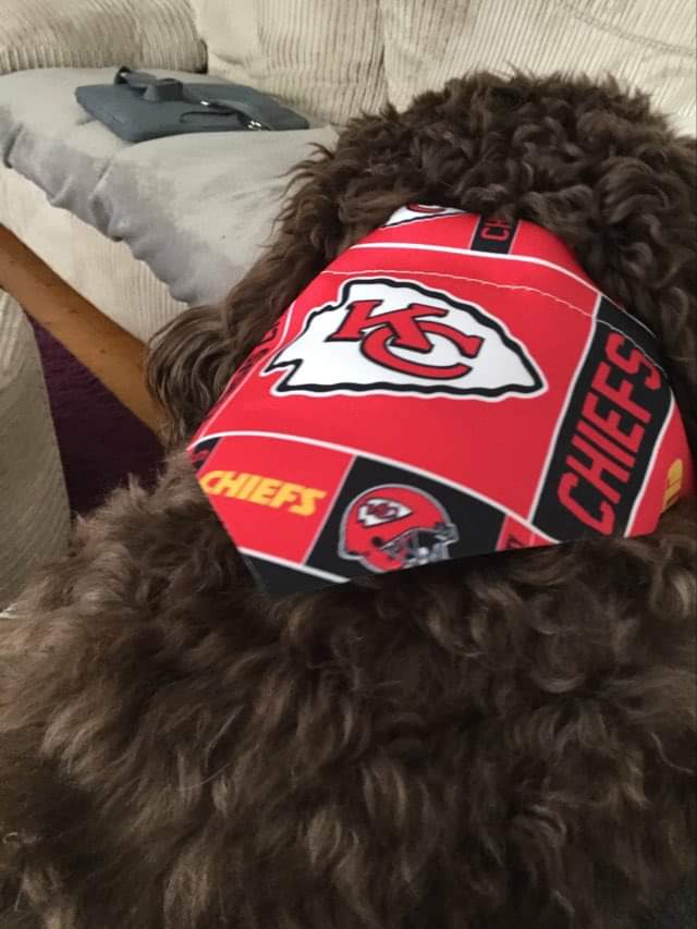 DCockapoo01's tweet photo. Ready for the American Football with Dad!!! Lets go Chiefs!! @Chiefs #NFL #KansasCityChiefs https://t.co/05qNhvI9Ew