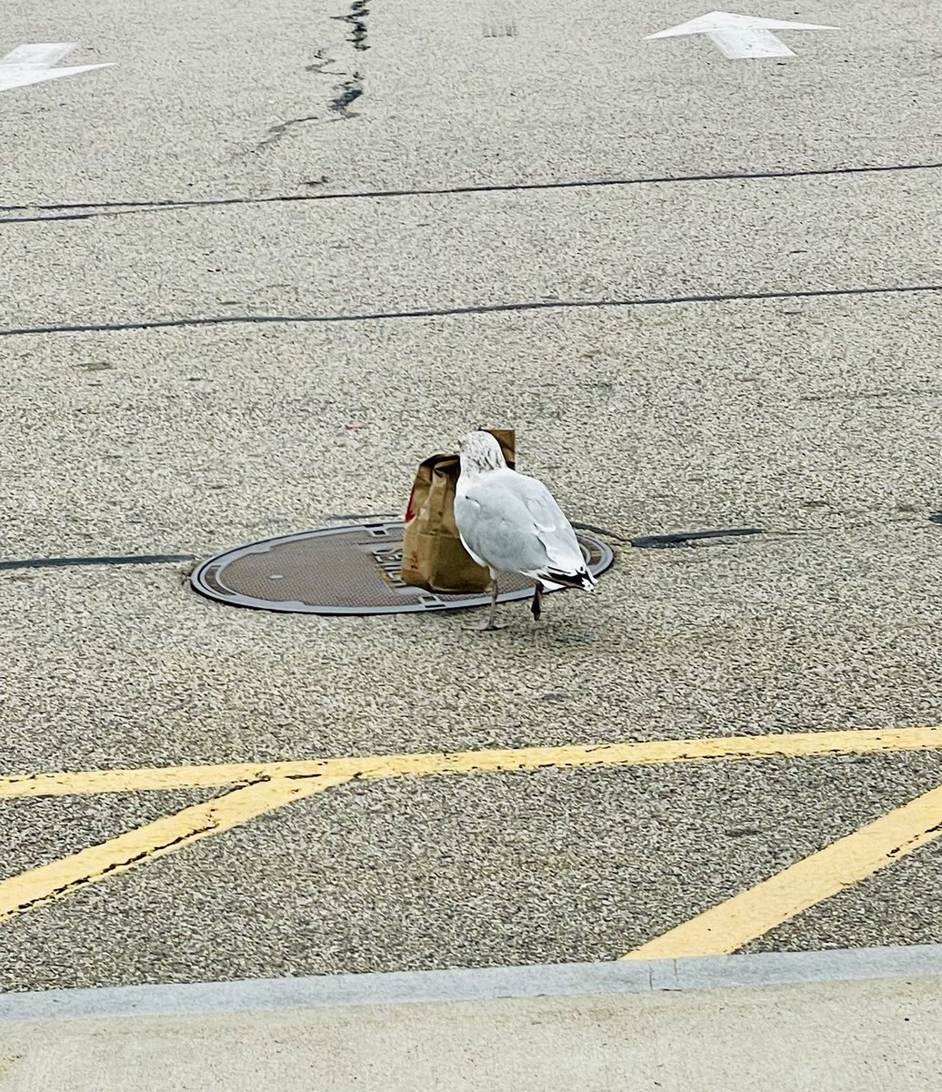 SnoodBrennan's tweet image. #Flythru #AlwaysFreshNeverFrozen ⁦⁦@Wendys⁩