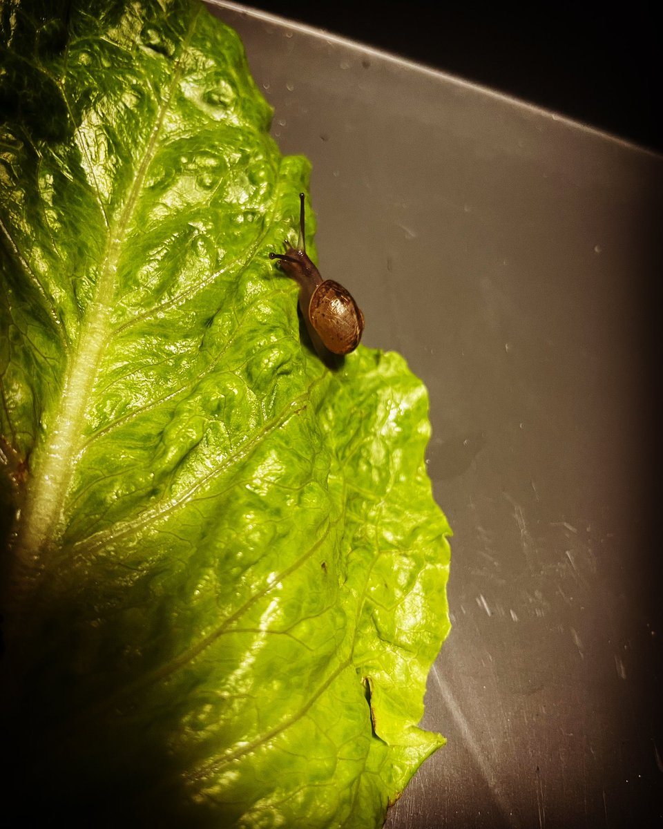 This little guy was in my bucket so gave him a bit of a treat! #snail #slime #slimer #lettuce