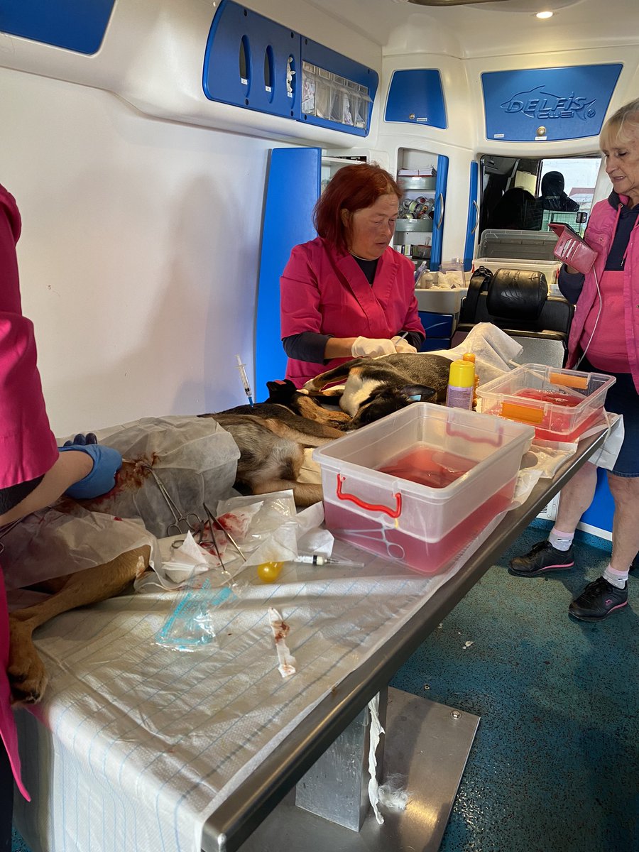 NoahArkrr's tweet photo. The Noah’s Ark team have been in Romania this week promoting spay &amp; neuter campaign
Over 3 days we have S &amp; N more than 100 dogs, that is so many unwanted pregnancies avoided
It’s the way forward 👏 https://t.co/jLdvkAxis3