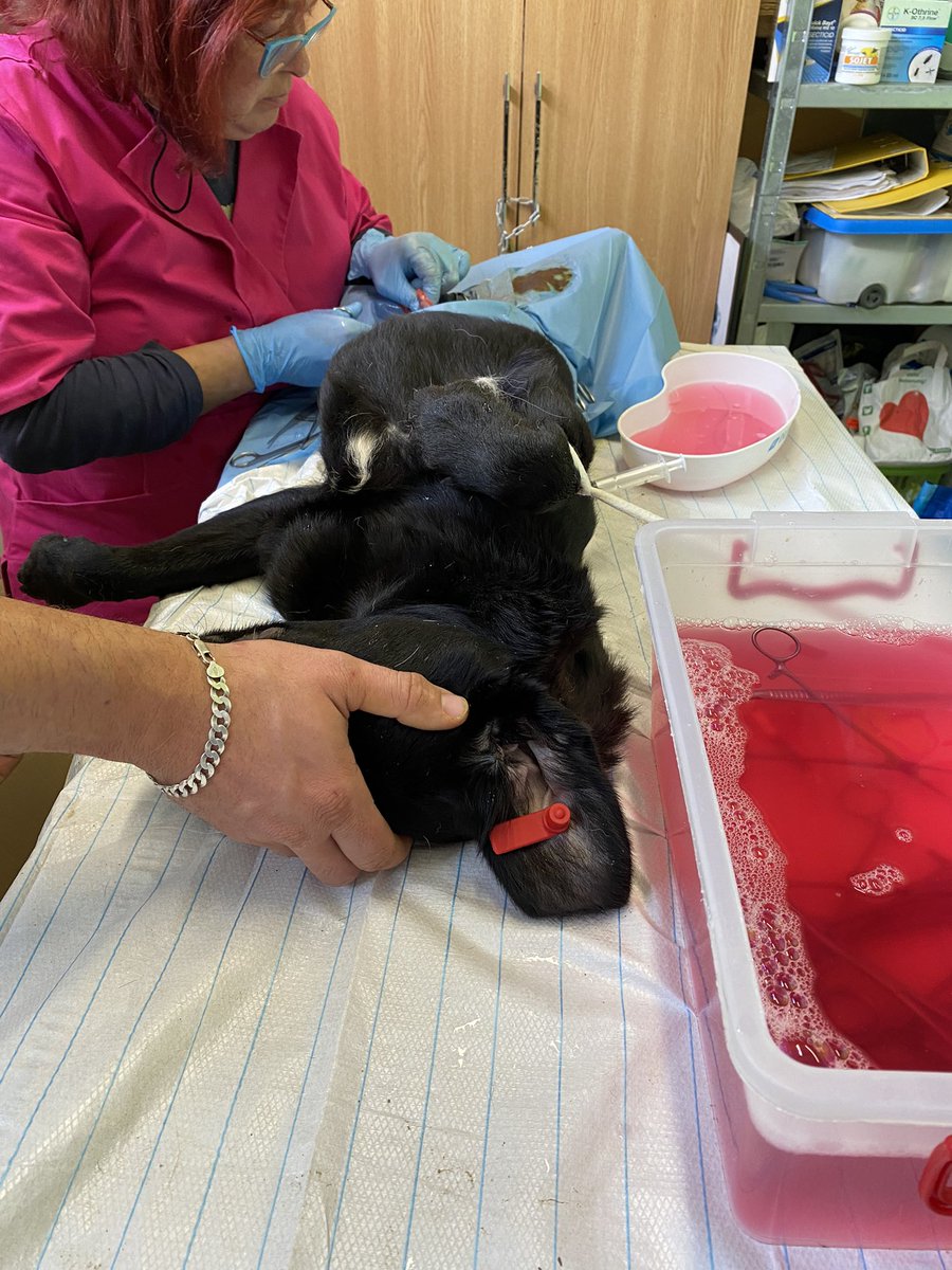 NoahArkrr's tweet photo. The Noah’s Ark team have been in Romania this week promoting spay &amp; neuter campaign
Over 3 days we have S &amp; N more than 100 dogs, that is so many unwanted pregnancies avoided
It’s the way forward 👏 https://t.co/jLdvkAxis3