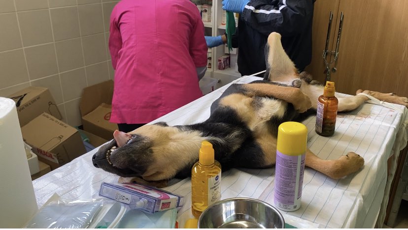 NoahArkrr's tweet photo. The Noah’s Ark team have been in Romania this week promoting spay &amp; neuter campaign
Over 3 days we have S &amp; N more than 100 dogs, that is so many unwanted pregnancies avoided
It’s the way forward 👏 https://t.co/jLdvkAxis3