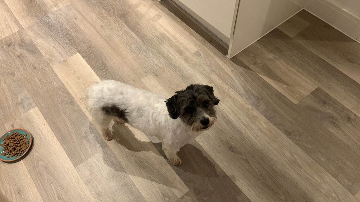 MrPicklestheHavapoo tweet media