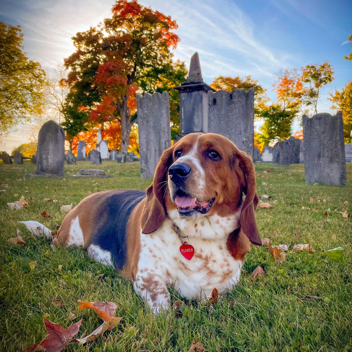 ElmerTheBasset's tweet photo. Found some company that enjoys a nice long rest as much as me 🪦 #cemetery #rip #autumn #restinpeace #rememberingthedead #tombstone #halloween #fall https://t.co/KG9PoE0ZXv