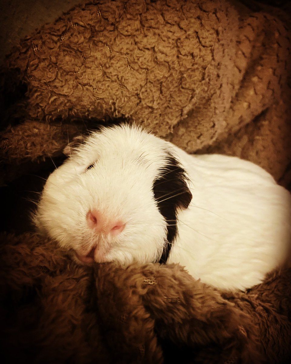 This one loves nothing more than getting snuggled up in a blanket on his pig mummy’s lap. We call him our dog-pig! ❤️ #guineapig #burt #burtgummer
