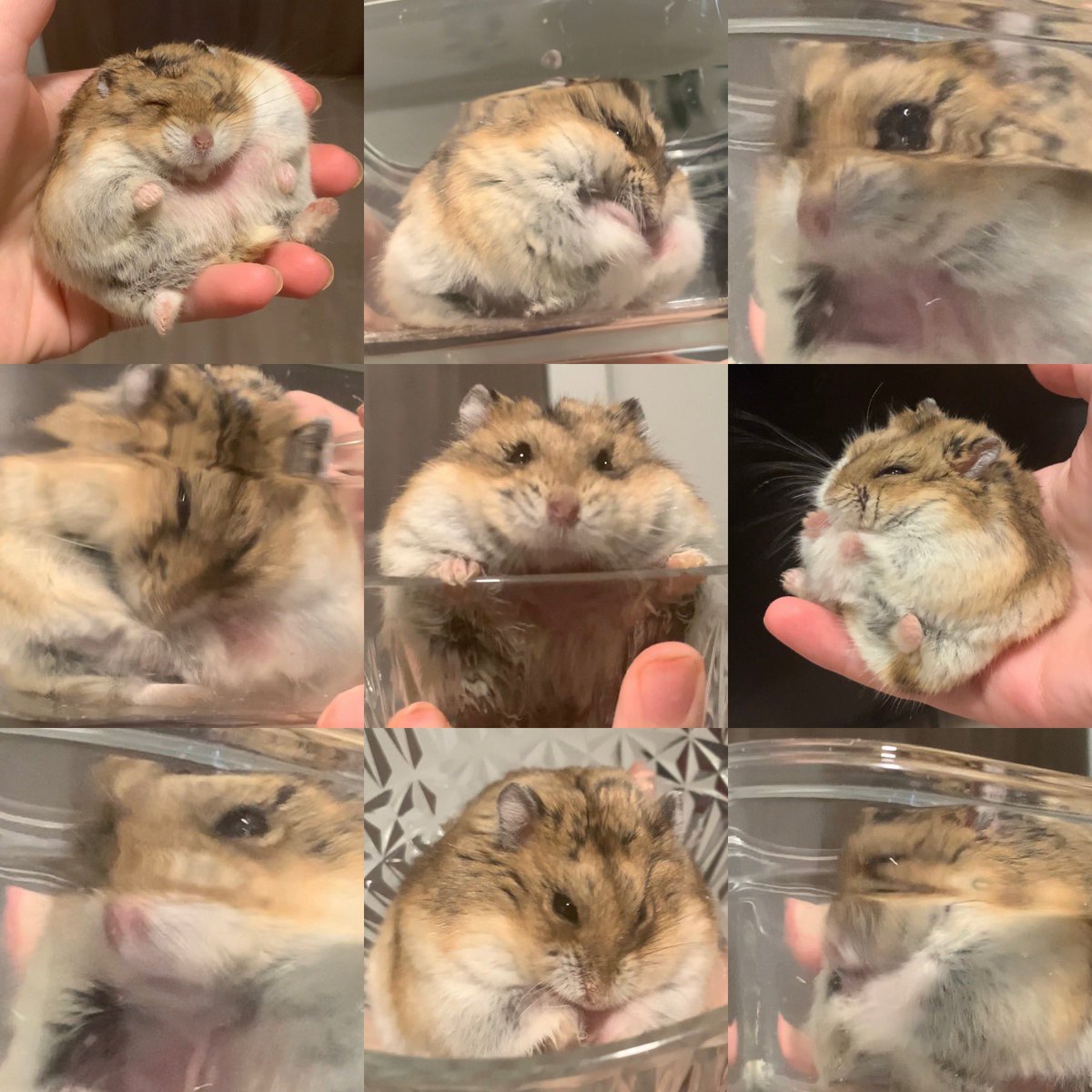 biscuitmyhamster tweet media