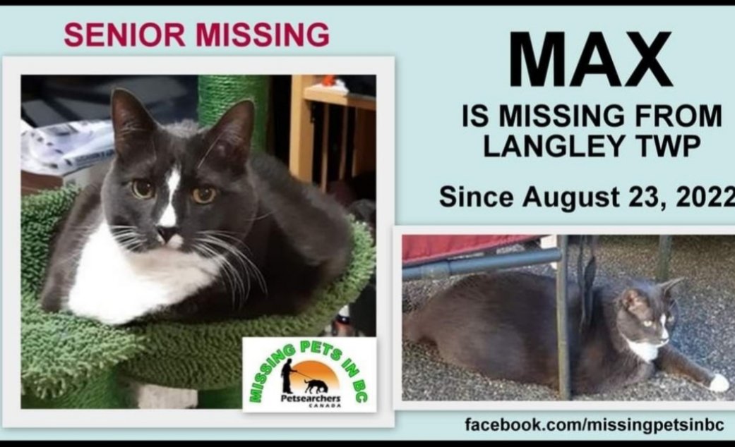 langleyjwr's tweet photo. @jannarden My love is Max.  He's 15 and is missing.  The hardest part of losing him is not knowing what happened.  There's no closure. 🐾😿💔 https://t.co/LrfNuUe6UG