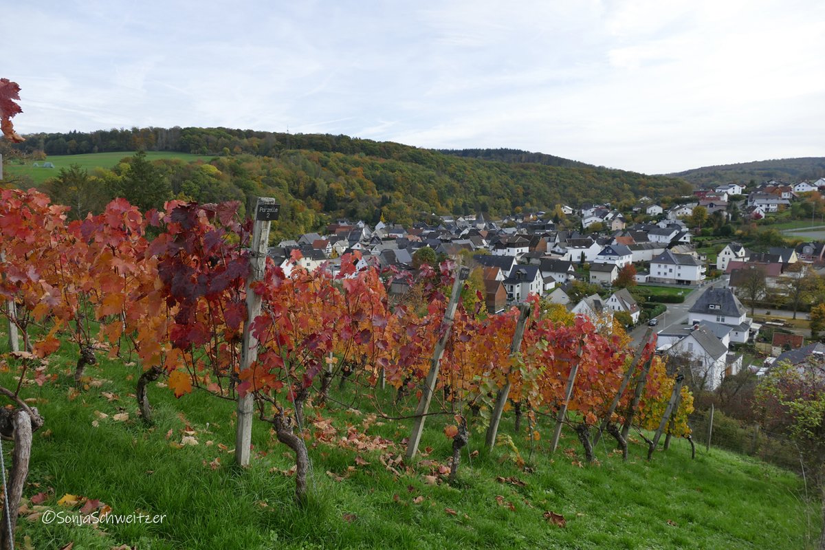 HessenSonja5767's tweet photo. Der herbstliche Weinberg von Braunfels/Tiefenbach.......................... #Weinberg #Wein #Reben #Herbst #Natur #Wingert #Lahntal #Lahn #Braunfels #Tiefenbach #LahnDillKreis #Mittelhessen #Hessen #Germany https://t.co/v3VXbL6yrO