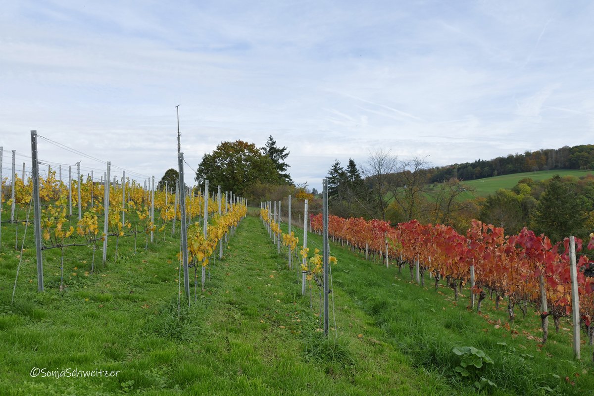 HessenSonja5767's tweet photo. Der herbstliche Weinberg von Braunfels/Tiefenbach.......................... #Weinberg #Wein #Reben #Herbst #Natur #Wingert #Lahntal #Lahn #Braunfels #Tiefenbach #LahnDillKreis #Mittelhessen #Hessen #Germany https://t.co/v3VXbL6yrO