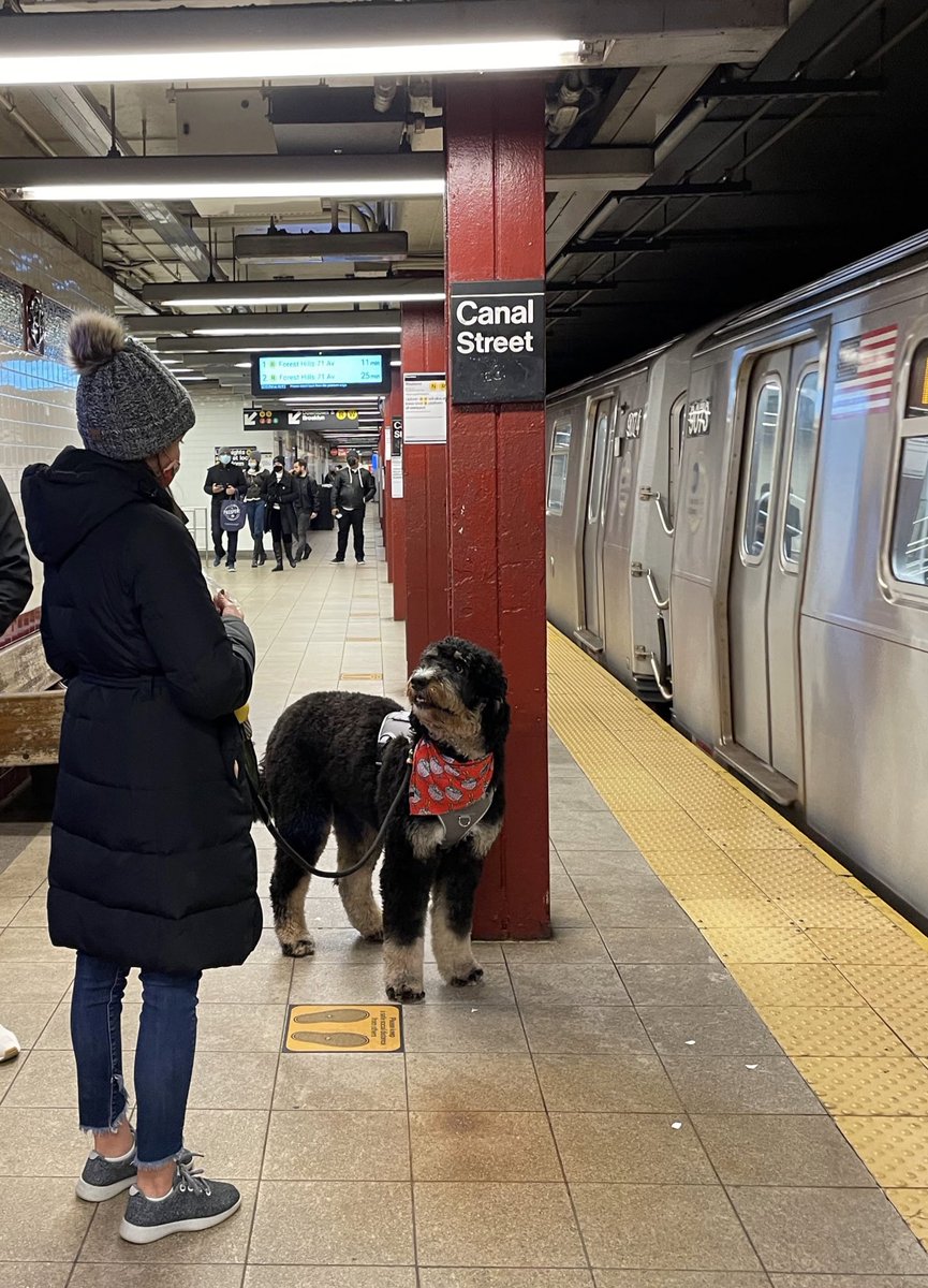 <a href="/thecitywanderer/">Rebecca Baird-Remba</a> What about a good boy bernadoodle on the train? <a href="/MarisaBrizzi/">Marisa Brizzi</a>