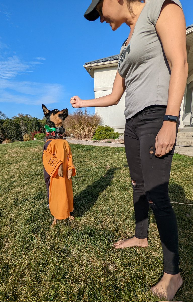 RiverCourtGirl's tweet photo. @McLarenF1 We have two!!
#heeler #F1GP #mclaren #landonorris 🏎️🇨🇦🧡 https://t.co/Nlkef9jSyB