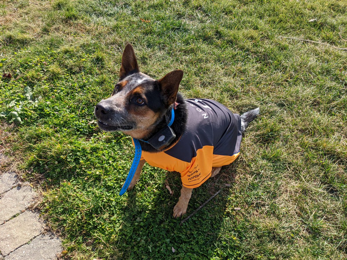 RiverCourtGirl's tweet photo. @McLarenF1 We have two!!
#heeler #F1GP #mclaren #landonorris 🏎️🇨🇦🧡 https://t.co/Nlkef9jSyB