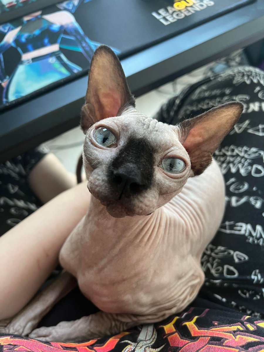 DaryaMoonWrites's tweet photo. This is my writing assistant, Rat.
Rat is a Canadian #SphinxCat and she's in charge of purrs and pets. ♥

#Caturday #AmWriting #WritingCommunity https://t.co/SvinMKf6py